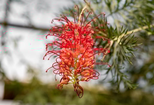 Bright red Grevillea 'Robyn Gordon' flower from the Proteaceae family, growing in Queensland, Australia, showcasing its intricate petal design photo