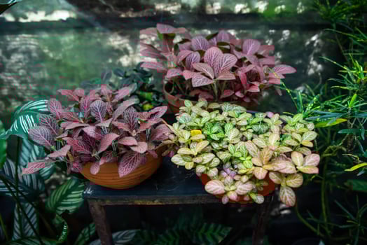A vibrant display of three Fittonia varieties in terracotta pots Fittonia verschaffeltii Red with red veins and Fittonia albivenis Pink Forest Flame with pink veins photo