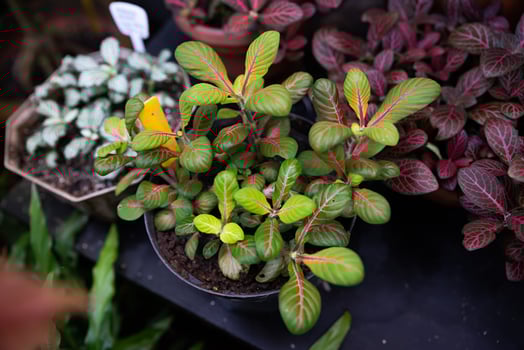 Close-up of Fittonia albivenis with vibrant green leaves and bright pink veins in a pot on a dark surface, surrounded by other plants photo