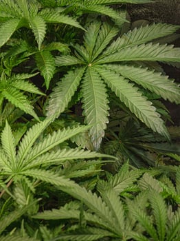 Growing organic cannabis plants herb on the farm. Indoor medical marijuana photo