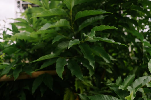 Lush Tropical Foliage photo