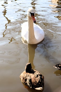 A Graceful Swan Swimming Elegantly Near Ducks in Calm, Peaceful Water at Dusk Time photo