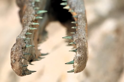 A detailed closeup image of an alligator skull showcasing its sharp and formidable teeth photo