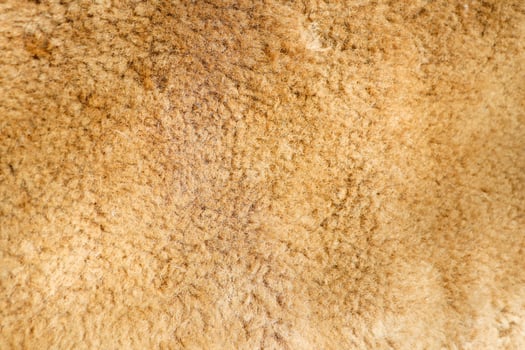 A Warm Textured Fleece Background Ideal for Creating Cozy and Inviting Design Projects photo