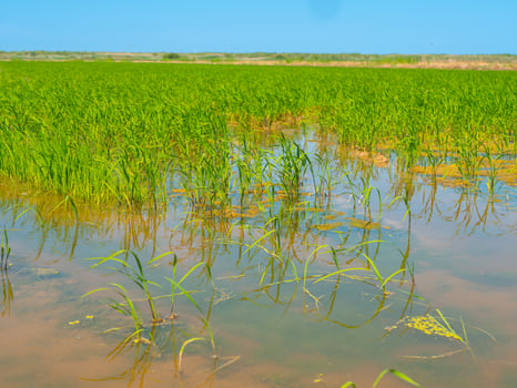 landscape agricultural view of lush green rice shoots in flooded field photo