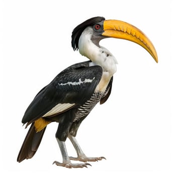 Visually striking yellow billed hornbill posing on white background photo