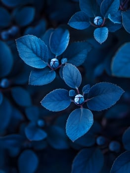 Blue leaves on a dark background photo
