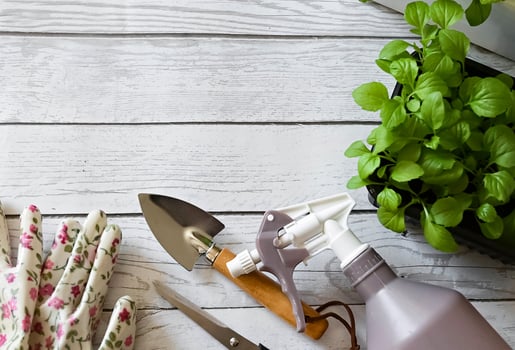 Woman on a wonderful day wearing gardening gloves transplanting flower into pot at wooden table, closeup photo