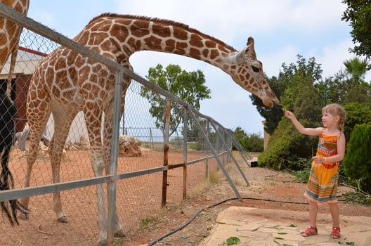 Family feeding giraffe in zoo on a wonderful day Children feed giraffes in tropical safari park during summer vacation. Kids watch animals. Little girl giving fruit to wild animal. photo