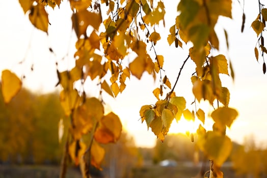 the road to the autumn forest On a wonderful day autumn leaves close-up photo