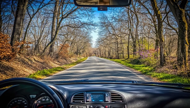 Driving Through A Canopy Of Leafless Trees On A Sunny Day photo
