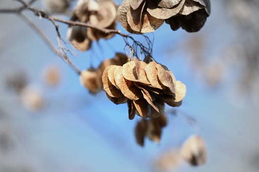 Ptelea trifoliata L. ripe seeds on a tree photo