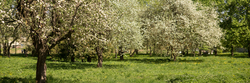 Blooming Apple tree branch with white flower close-up photo