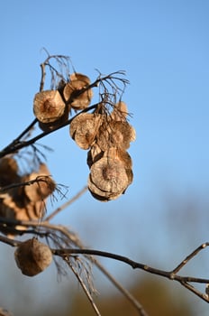 a bunch of dried nuts hanging from a tree photo