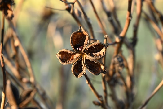 a flower with dried seeds on a plant photo
