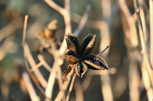 a plant with a flower on it photo