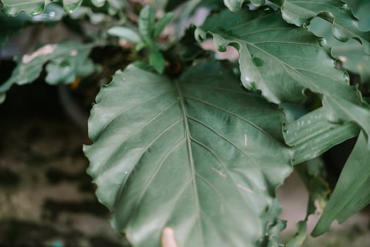 Lush Green Foliage so nice photo