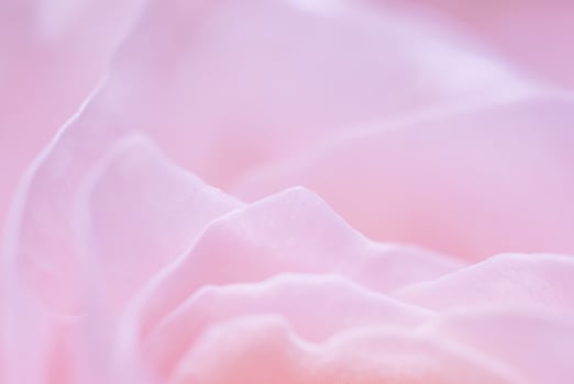 Abstract floral background, pink rose flower petals, soft focus. Macro flowers backdrop photo