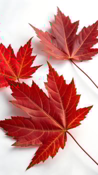 three red maple leaves photo