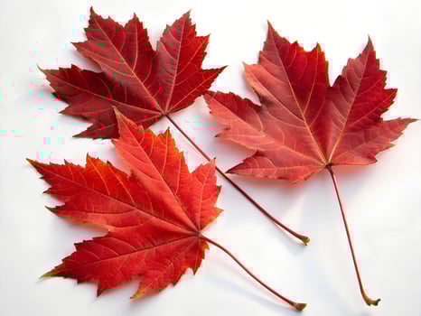 three red maple leaves on a white photo