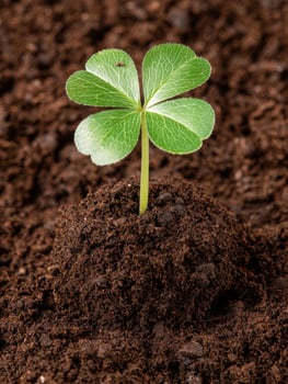 A single four leaf clover sprout emerges from rich soil photo