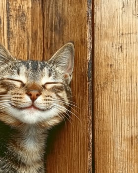 Happy tabby cat relaxing against wooden fence photo