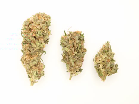 Close-up of dry cannabis buds flowers on a white background photo