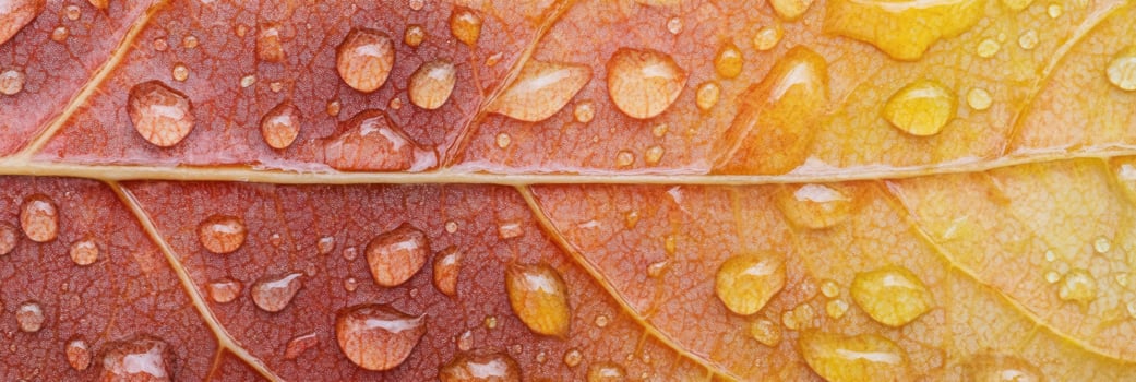Close-up of water droplets on vibrant autumn leaf surface highlighting veins photo