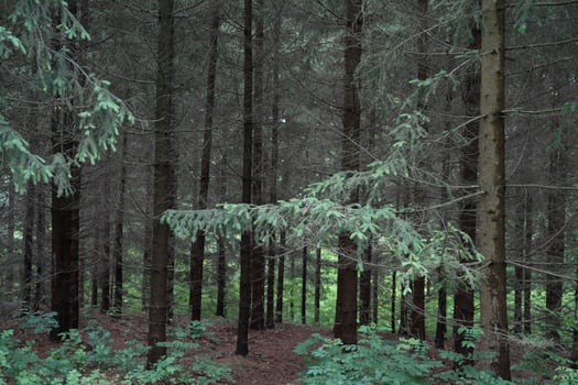 Pines In The Forest photo
