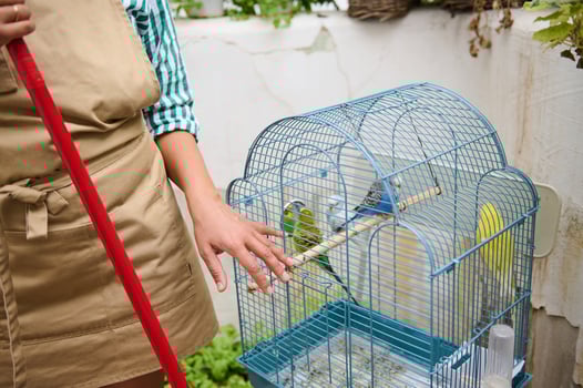 Person Cleaning Bird Cage with Budgies and Parrots Outdoors photo