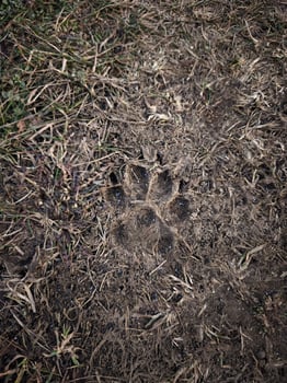 Detailed view of a muddy animal paw print on a forest trail in prague, czechia, showcasing the intricate details of nature and wildlife park Klicov photo