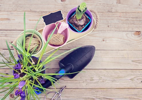 Gardening equipment with potted plants and trowel on wooden Background. Collection of gardening tools, potted plants, and spade on wooden surface. Gardening and planting concept, flat lay. photo