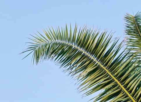 Palm sunday. Palm leaf against blue sky with copy space photo