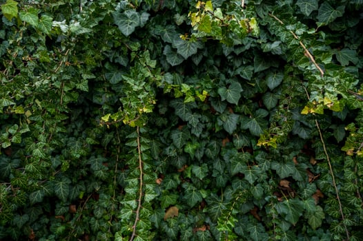 A close up of a green plant. High quality photo, Evergreen ivy completely covers the surface. The photo has a horizontal orientation A wall of green leaves and branches of evergreen ivy.