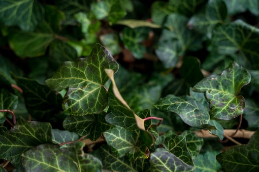A close up of a green plant. Evergreen ivy completely covers the surface. The photo has a horizontal orientation A wall of green leaves and branches of evergreen ivy. Ivy leaves are shown close-up