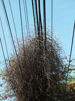 The chaotic electrical wires, covered in vines, made it look even more messy. Blue sky background photo