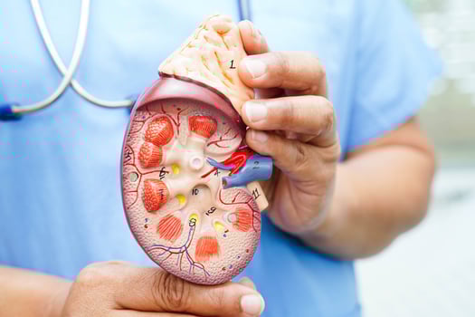 Chronic kidney disease, doctor with model for treatment urinary system, urology, Estimated glomerular filtration rate photo