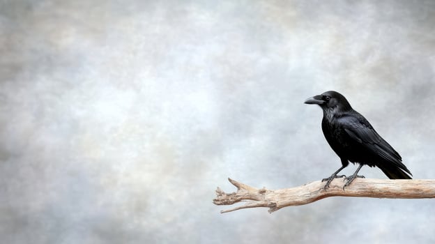 A crow sitting on a branch in front of a gray background photo