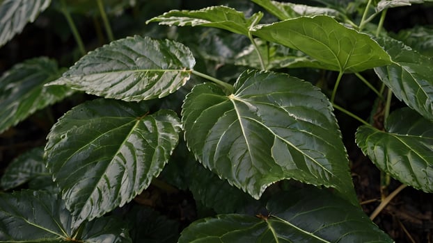 Lush Green Leaves Dark Moody Rainforest Foliage photo