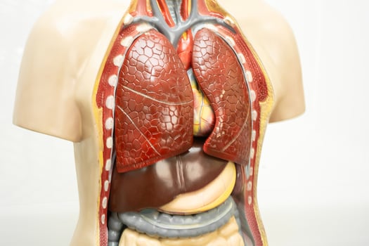 Human model anatomy for medical training course, photo