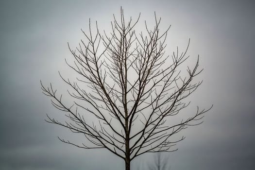 Death of a tree close-up view of a silhouette in nature urban environment reflecting life's fragility photo
