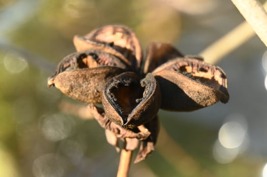 a dried flower bud on a tree branch photo