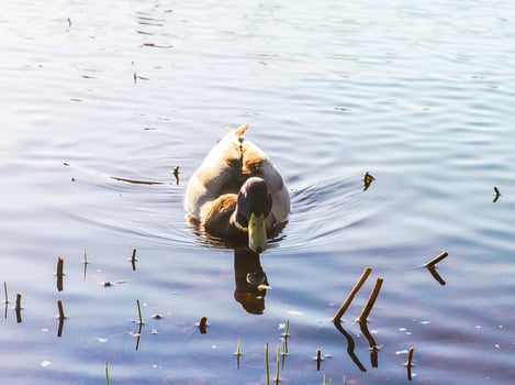 Wild duck swimming on river surface photo
