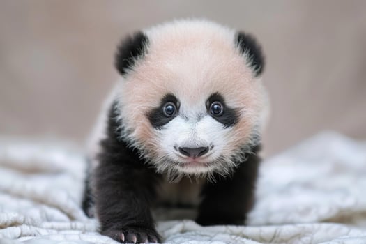Adorable baby panda cub exploring its world photo