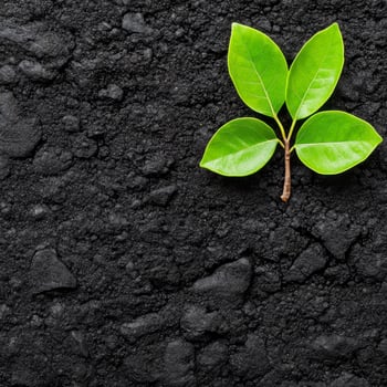 A green plant sprouts from the ground photo