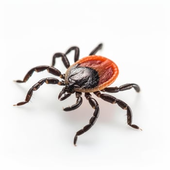 Tick crawling on white background, encephalitis, lyme disease, and tick borne illness concept photo