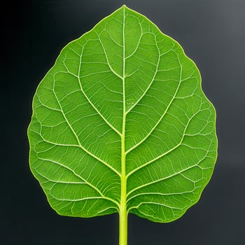Close-up of a vibrant green leaf showcasing intricate vein patterns and textures against a dark background photo