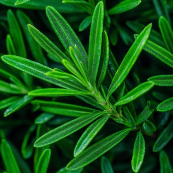 Lush green leaves of a rosemary plant showcasing intricate textures and vibrant colors in a natural setting photo