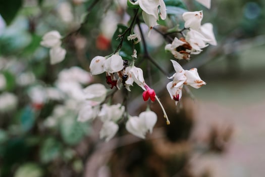 White Bleeding Heart Flowers so whtie photo