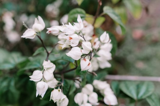 White Bleeding Heart Flowers so nice photo